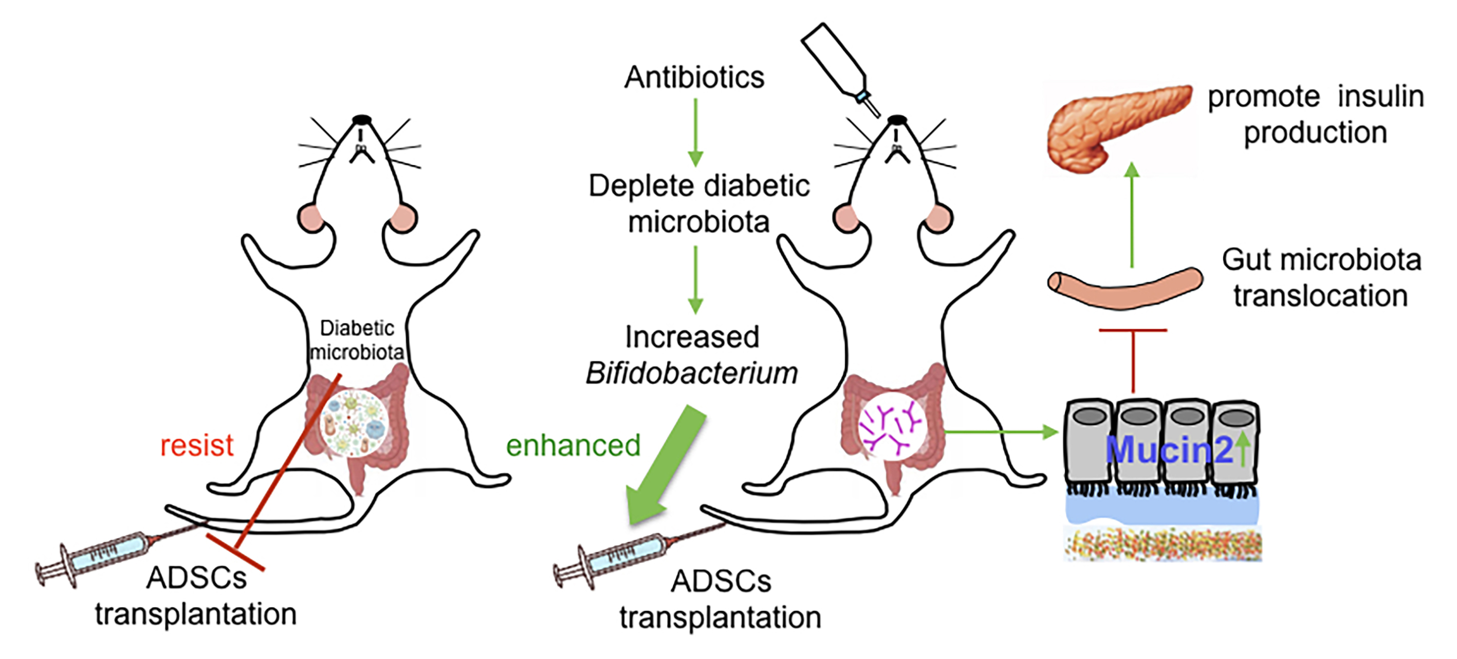 图2 糖尿病肠道菌群在I型糖尿病小鼠干细胞移植治疗中的作用示意图.jpg
