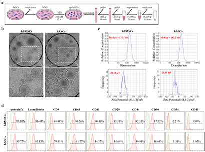 With the multi-unit cooperation led by Peking University School and Hospital of Stomatology, Prof. Zhou Yongsheng and Prof. Shi Songtao’s teams systematically characterize the apoptotic vesicles derived from mesenchymal stem cells